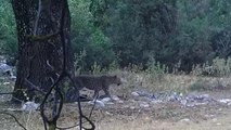 Anadolu parsı yeniden görüntülendi