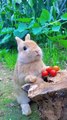 Bunny  eating vegetables and fruits make fun