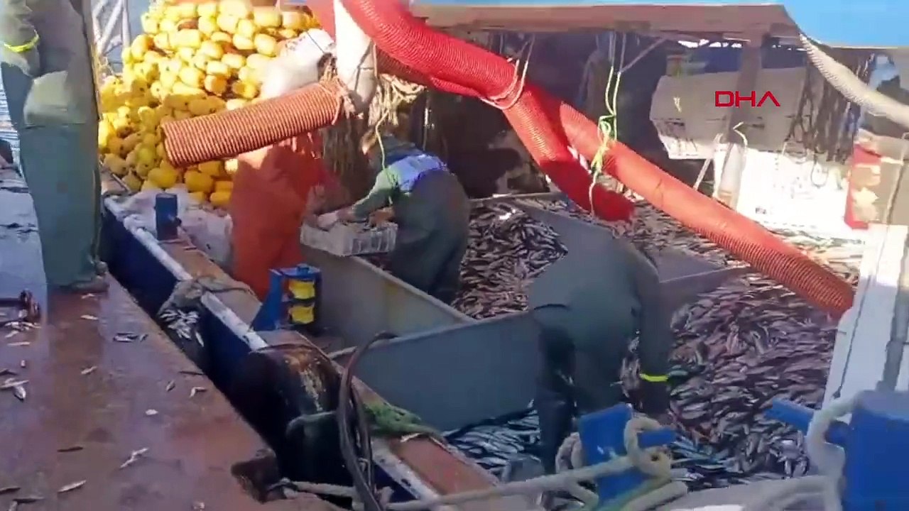 Tekirdağlı Balıkçılar Marmara Denizi'nde 12 Ton Kolyoz Yakaladı