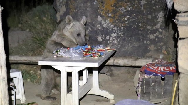 Piknik yapmaya geldiler, sofralarını ayıya bırakıp kaçtılar