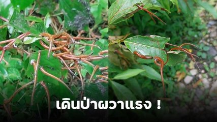 เอ๊ะ...ต้นไม้อะไรมีขยับดุกดิก ๆ พอเข้าไปดูใกล้ ๆ ถึงกับขนลุกซู่