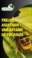 Frelon asiatique : Une affaire de préjugés