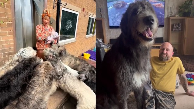 Couple Living With 11 Irish Wolfhounds Spend £15K on DOG FOOD Alone!