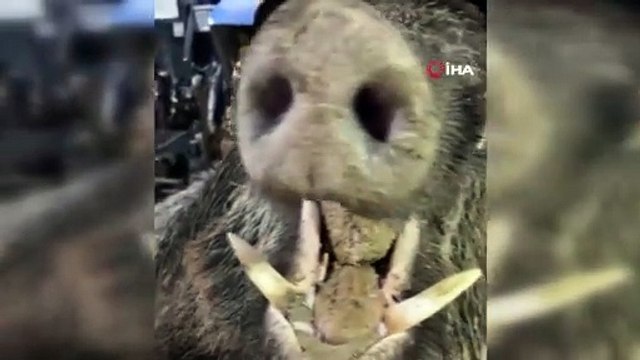 Bahçesine zarar veren dev domuzu öldüren genç