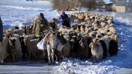 Van'daki besicilerin renkli dönüş yolculuğu