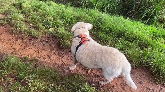 The Dog Lover Shop & Coffee Stop, Midsomer Norton, arrange monthly community dog walks