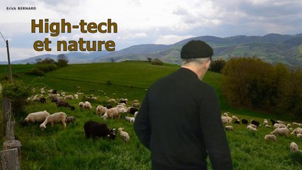 Les loups mangeurs de brebis