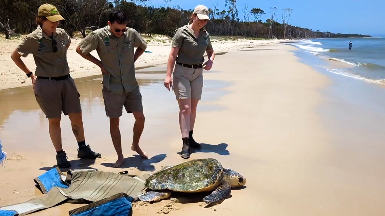 Loggerhead Turtle Rescued and Released!