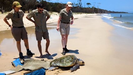 Loggerhead Turtle Rescued and Released!