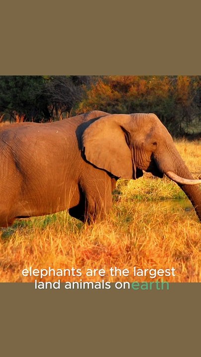 Why do elephants have such big ears