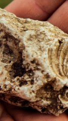 CAM - En combien de temps se forme un fossile ?