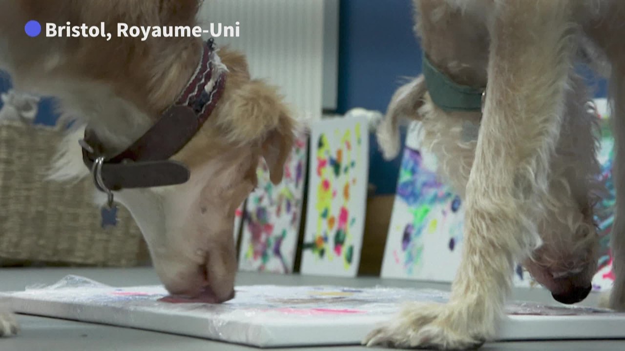 Des chiens abandonnés se font artistes-peintres pour une association caritative britannique