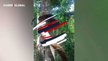 Pitonun ağaca tırmanma tekniği yakından görüntülendi!