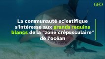 La communauté scientifique s'intéresse aux grands requins blancs de la 