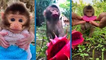 Ejder meyvesi yiyen bebek maymun sevimliliğiyle görenleri büyülüyor