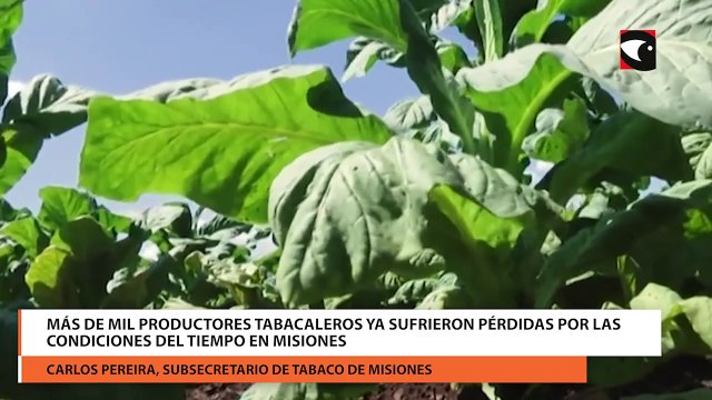 Más de mil productores tabacaleros ya sufrieron pérdidas por las condiciones del tiempo en Misiones