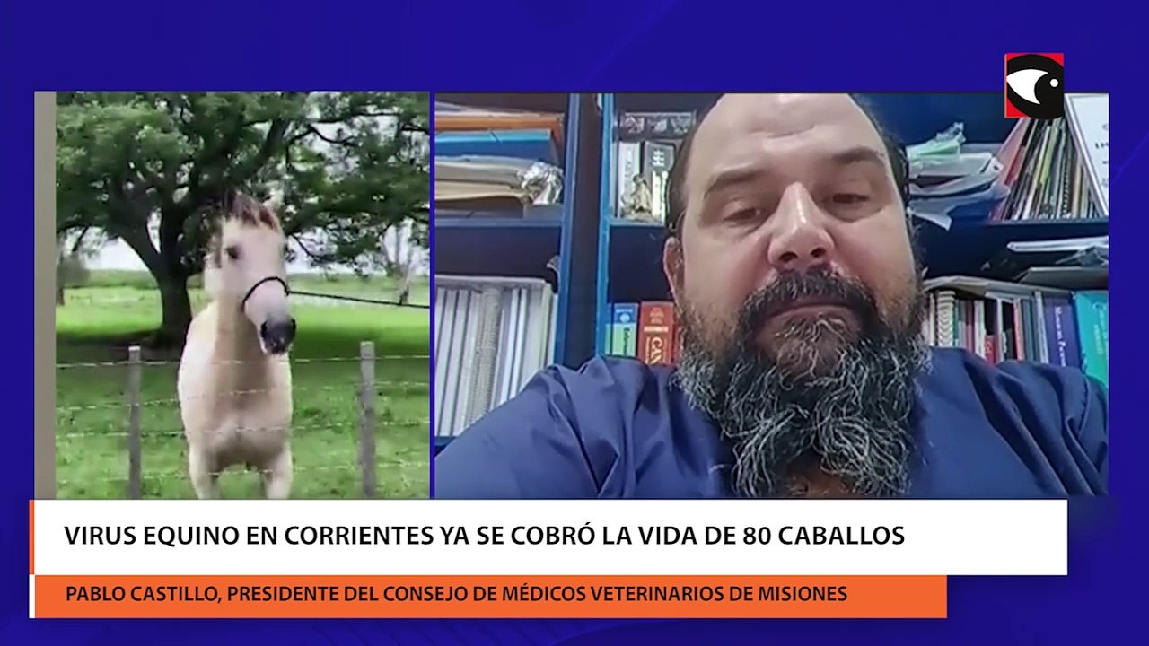 Virus equino en corrientes ya se cobró la vida de 80 caballos