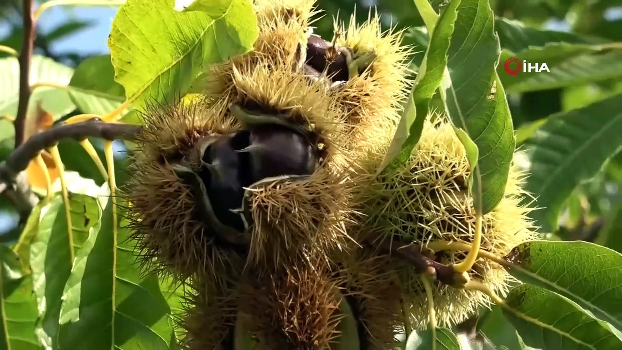 327