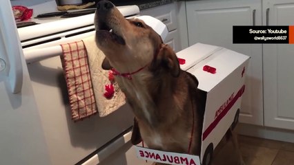 Hauska video: tutustu mahtavaan ambulanssikoiraan