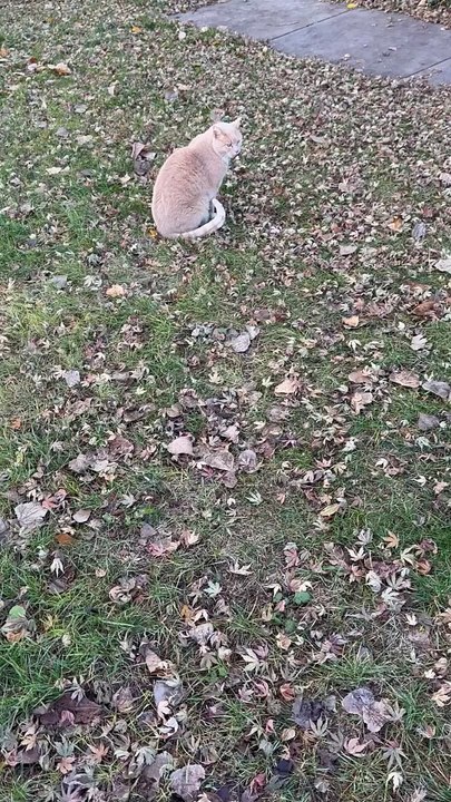 Bilingual Cat Meows Hello
