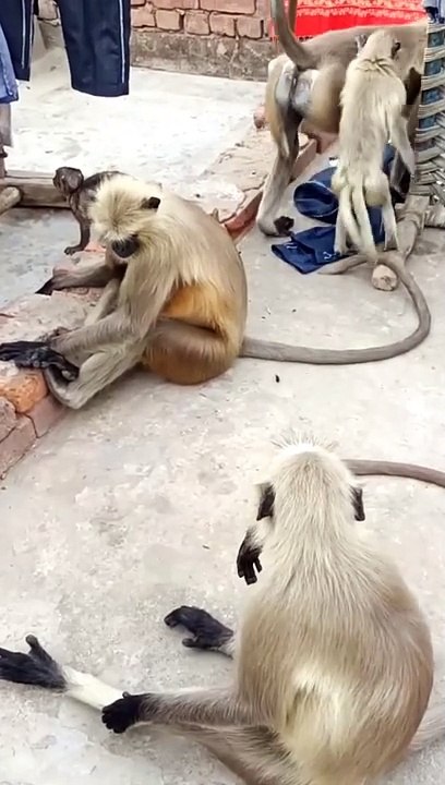 Bandar Shorts Video,Bandar Reels, Animals, Mankey, Langoor,#Viralvideo#Trendingvideo#Dailymotion