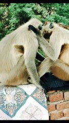 Mankey Reaction Video, Mankey Video, Honuman Shorts, Animal's,#Mankey#Trendingvideo#Trendingshorts#