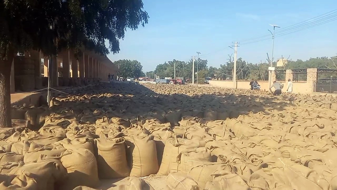 बाजार भाव गिरने से समर्थन मूल्य में मूंग बेचान का सन्नाटा मिटने की जगी उम्मीद