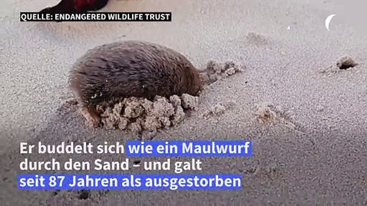 Ausgestorben geglaubter "maulwurf" wiederentdeckt