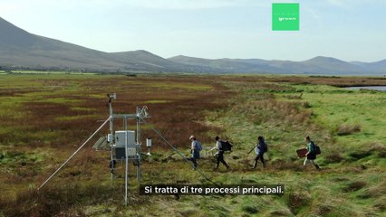 Le paludi salmastre sono in grado di catturare grandi quantità di Co2