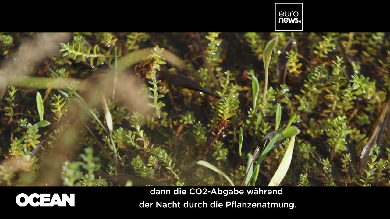 Europäische Küstenfeuchtgebiete: natürliche Verbündete im Kampf gegen den Klimawandel