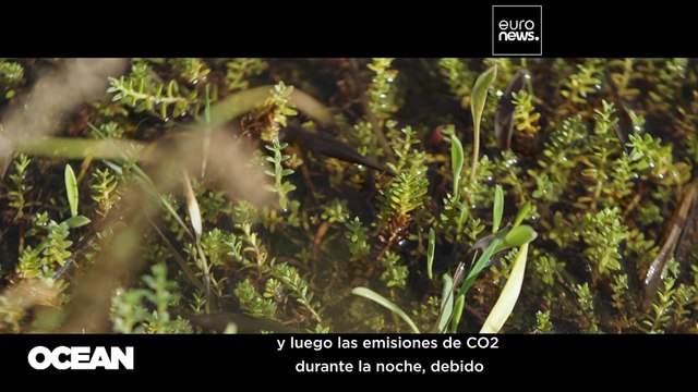 Ocean | Carbono azul, ¿una solución contra el cambio climático?