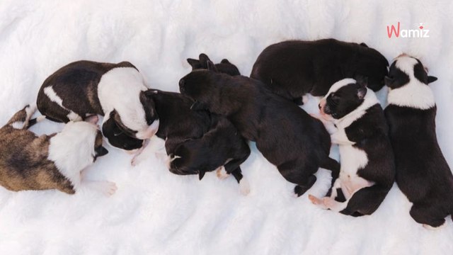 Man finds a dog and puppies stuck in the mud: Days later, they're unrecognisable