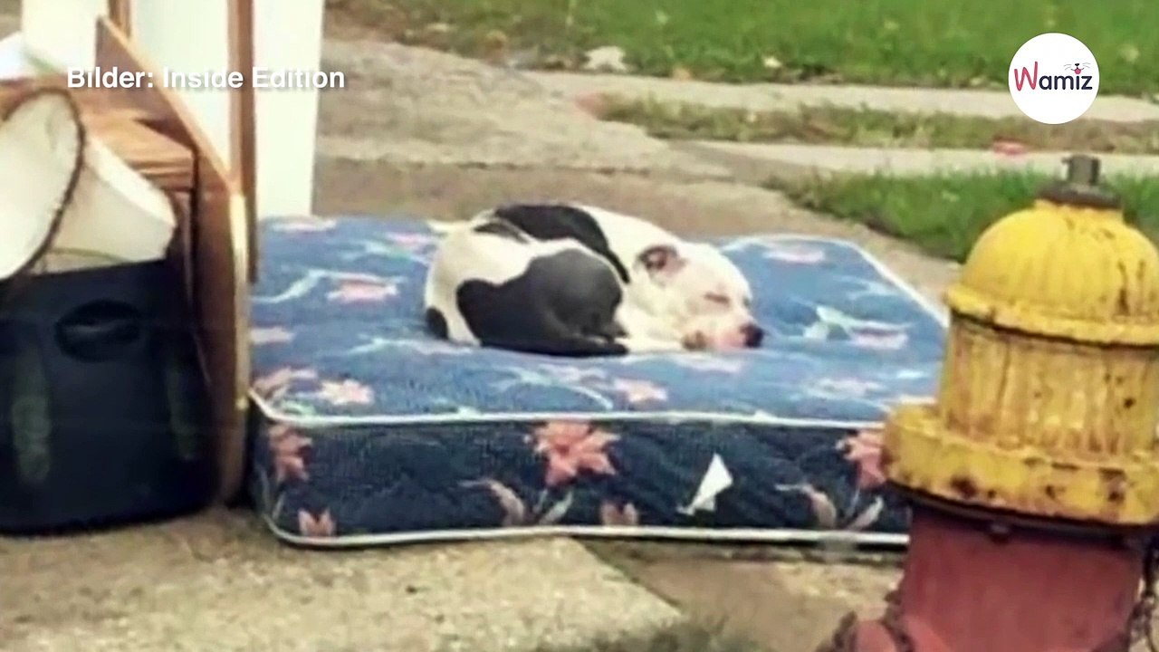 Auf einer Matraze liegt ein Pitbull, der nicht kapiert, was neulich passiert ist