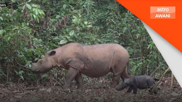 Indonesia sambut kelahiran badak sumbu Sumatera kedua tahun ini