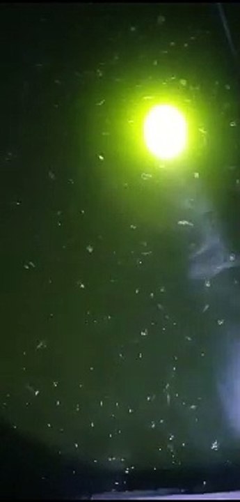 Diusahakan beli bibit lele yang dipelihara di air kolam yang berwarna hijau