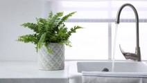 Is Tap Water Bad For Your Houseplants? An Expert Weighs In