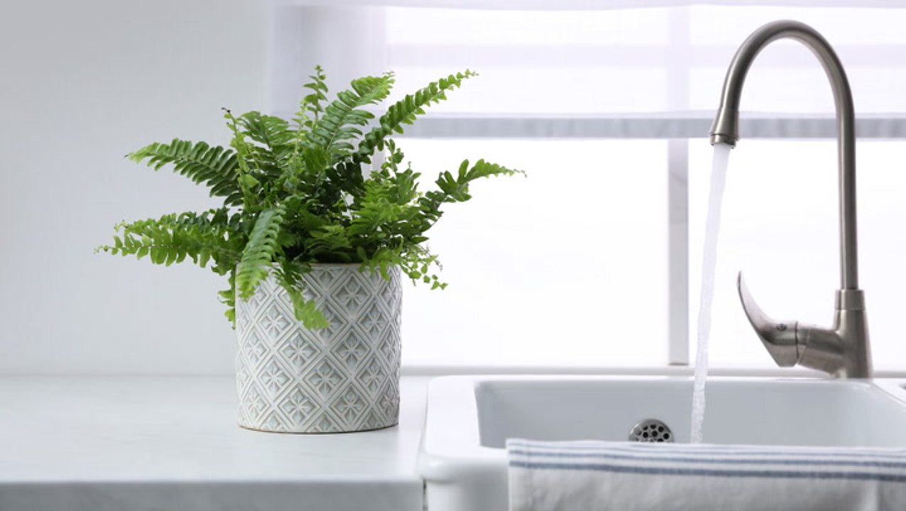Is Tap Water Bad For Your Houseplants? An Expert Weighs In