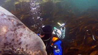 Seal Holds Hands With Diver While Tickling His Face With Whiskers