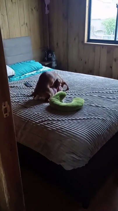 Dachshund Caught Humping Toy