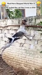 Dog Enjoying World War-3 | Carry On Extra