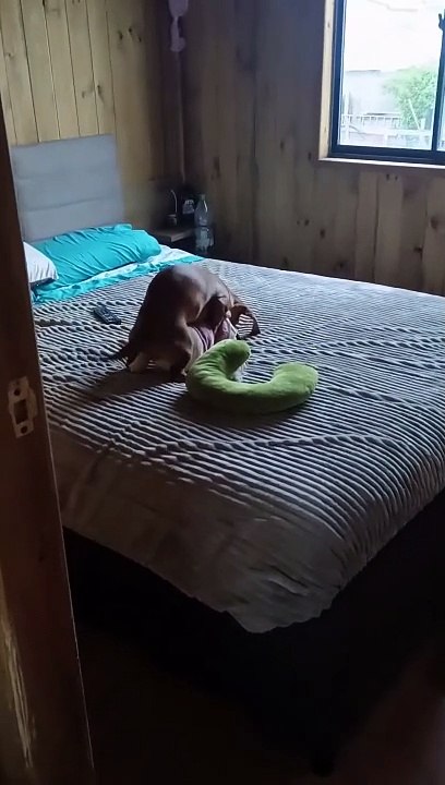 Dachshund Caught Humping Toy
