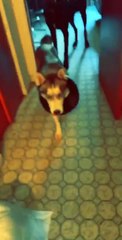 Husky Nonchalantly Wears Trash Can Collar