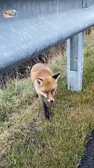 Curious Fox Meets Friendly Biker
