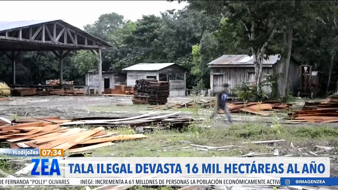 Tala ilegal devasta 16 mil hectáreas al año en México