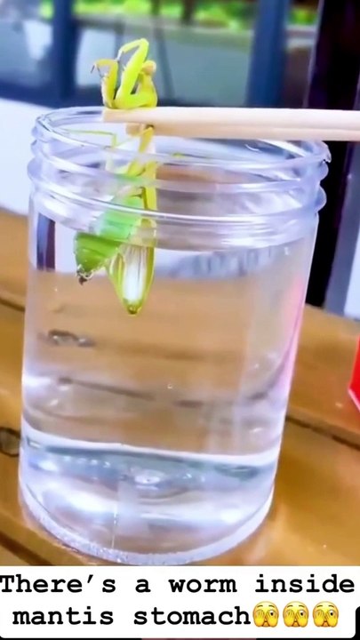 Worm inside mantis stomach