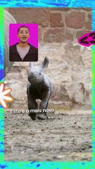 Zoo comemora nascimento de rinoceronte ameaçado de extinção