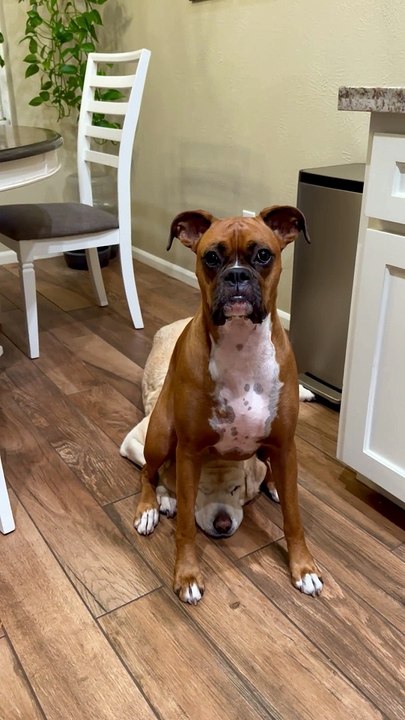 Boxer Dog Sits On Sibling