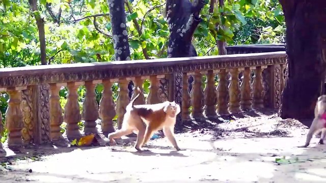 Fully pity for little monkey is warned by his relatives, poor baby calm down on the ground and scare