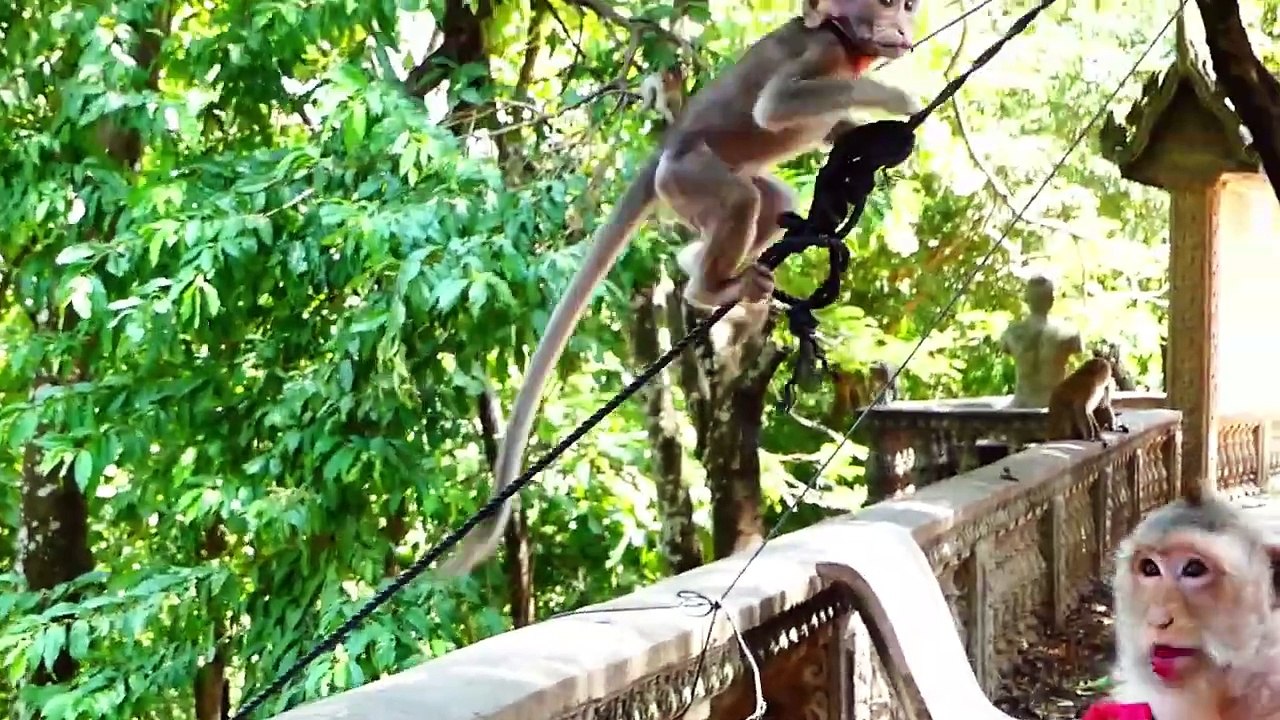 Great And Brave Baby!, Bean Participates With Team To Protect Group Of Monkey (720p_25fps_H264-192kbit_AAC)