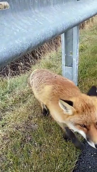 Curious Fox Meets Friendly Biker